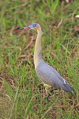 Whistling Heron